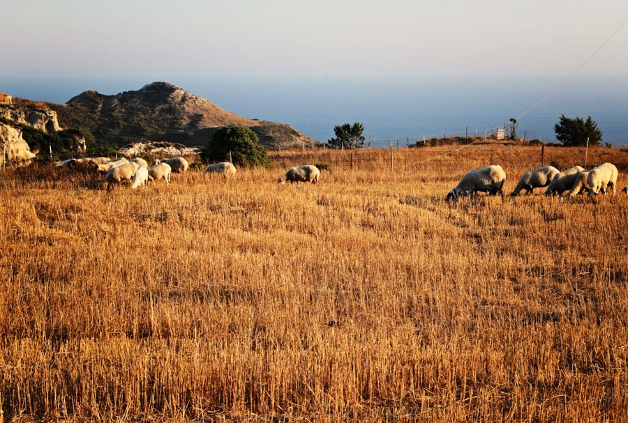 Avys besiganančios Koso saloje