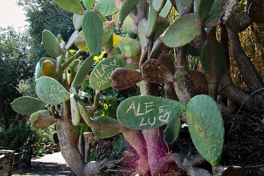 Kaktusų alėja Aragonesės pilyje