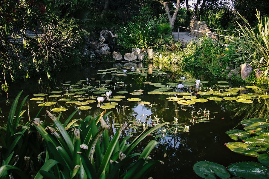 La Mortella sodų vandens lelijos Iskijos saloje
