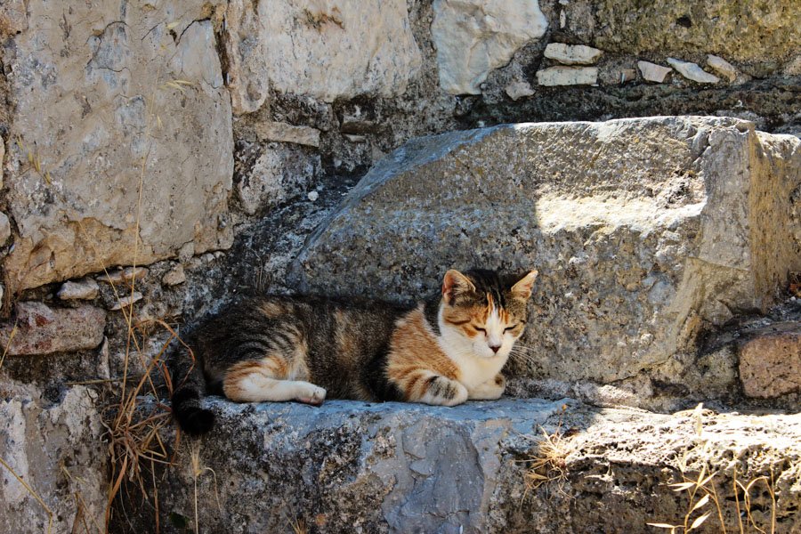 Neratzia pilies katės Koso mieste