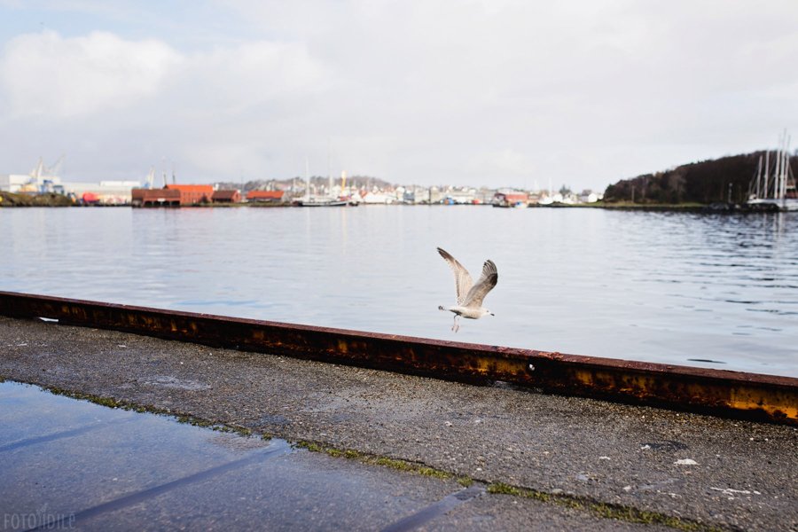 Stavangerio uosto žuvėdra