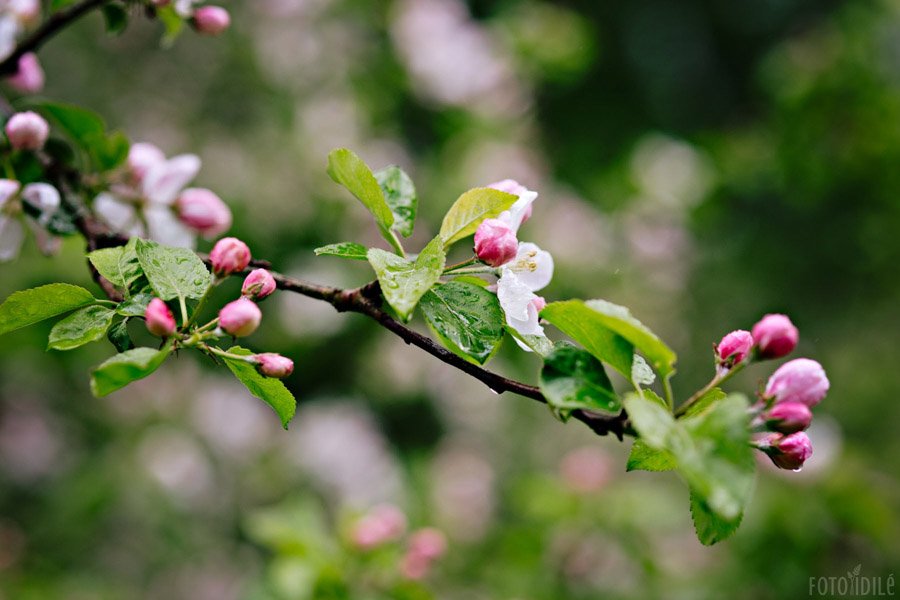 Stirniškių dvaro obelų sodas