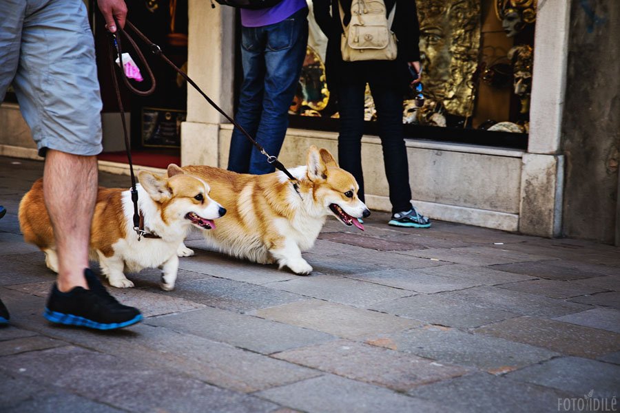 Venecijoje vedžiojami šuniukai