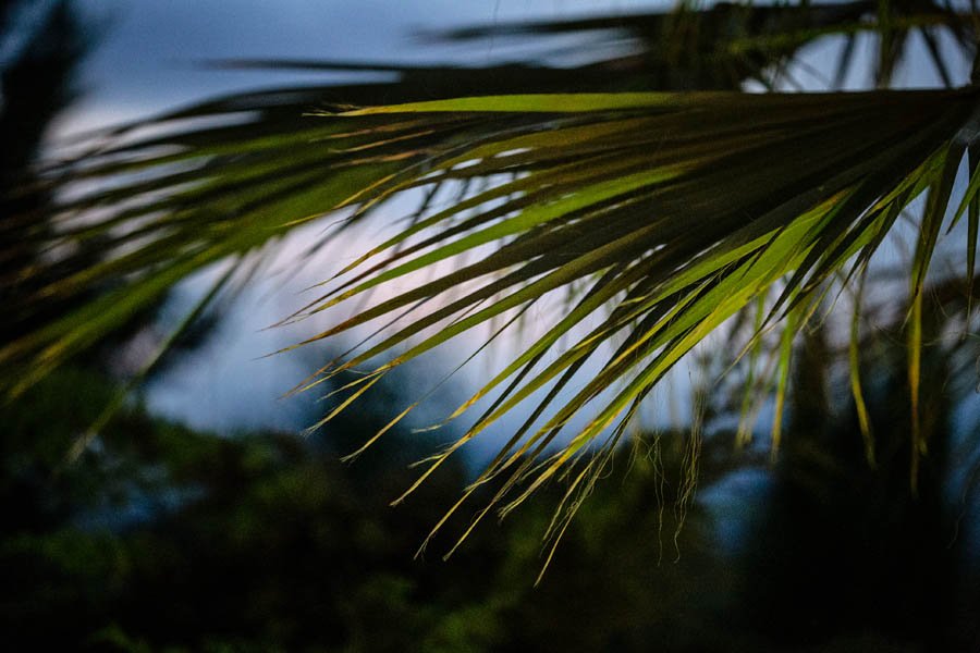 Palmės Maljorkoje