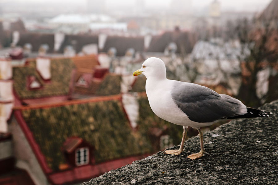 Fotografai vestuvėms varžosi I am photographer konkurse