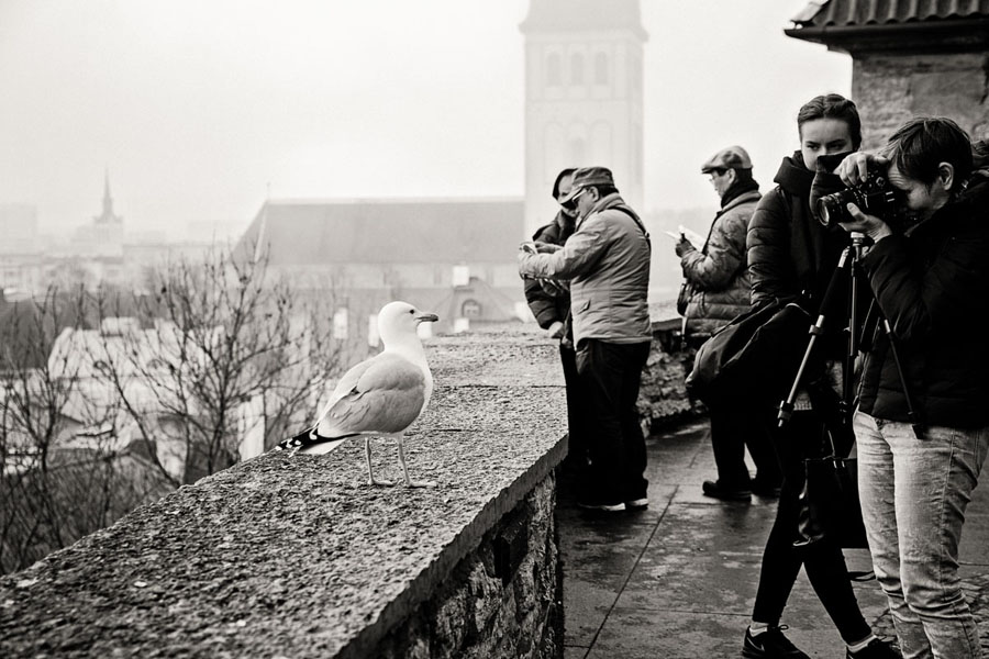 Vestuvių fotografų konkursas Baltijos šalyse